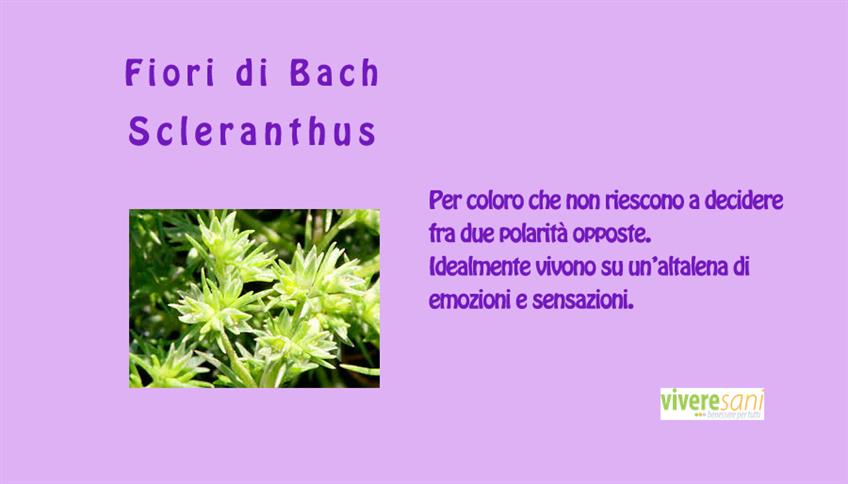 Scleranthus, Fiori di Bach Scleranthus, Fiori di Bach